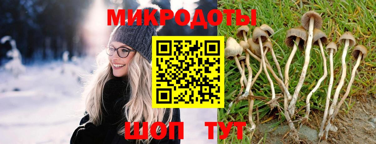 Галлюциногенные грибы Psilocybe Белореченск